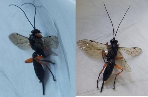 Réf. 265 594 : Pimpla rufipes